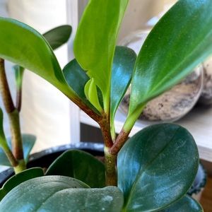 Peperomia Obtusifolia 'Baby Rubber Tree' cutting